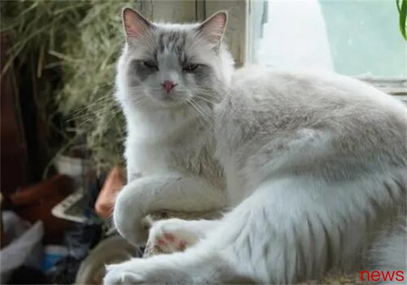 Cat appearance competition: Top 10 most popular breeds
