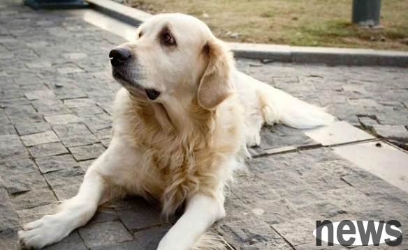 What should we pay attention to when raising elderly dogs? Let s take a look at this article
