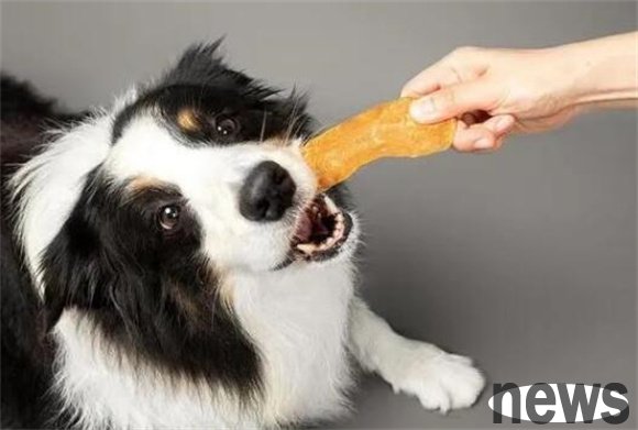 Dogs have low IQ and most of them will have these symptoms. I hope your dog does not have them.