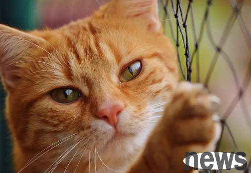 Cats and value knowledge points, come here to see
