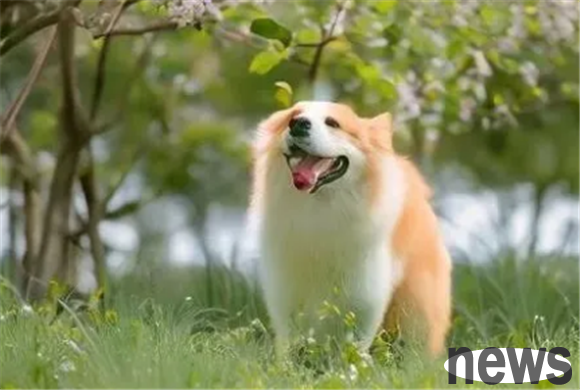 Disease Encyclopedia: What to do if a dog has blue eye disease