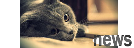 What to do if a cat has a fever? What to do if a cat has a fever?