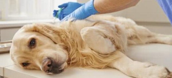 How to euthanize a pet?