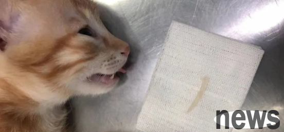What are the symptoms of cats eating foreign objects