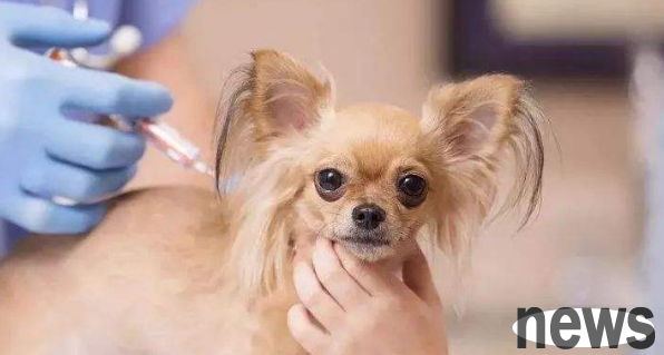 Rabies probability in pet dogs | The mortality rate of rabies is 100%. If you like cats and dogs, you must see it | Famous doctors  hall