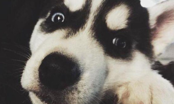 I took my husky to the pet store to take a bath. After washing it, the pet store begged me not to bring this dog back again.